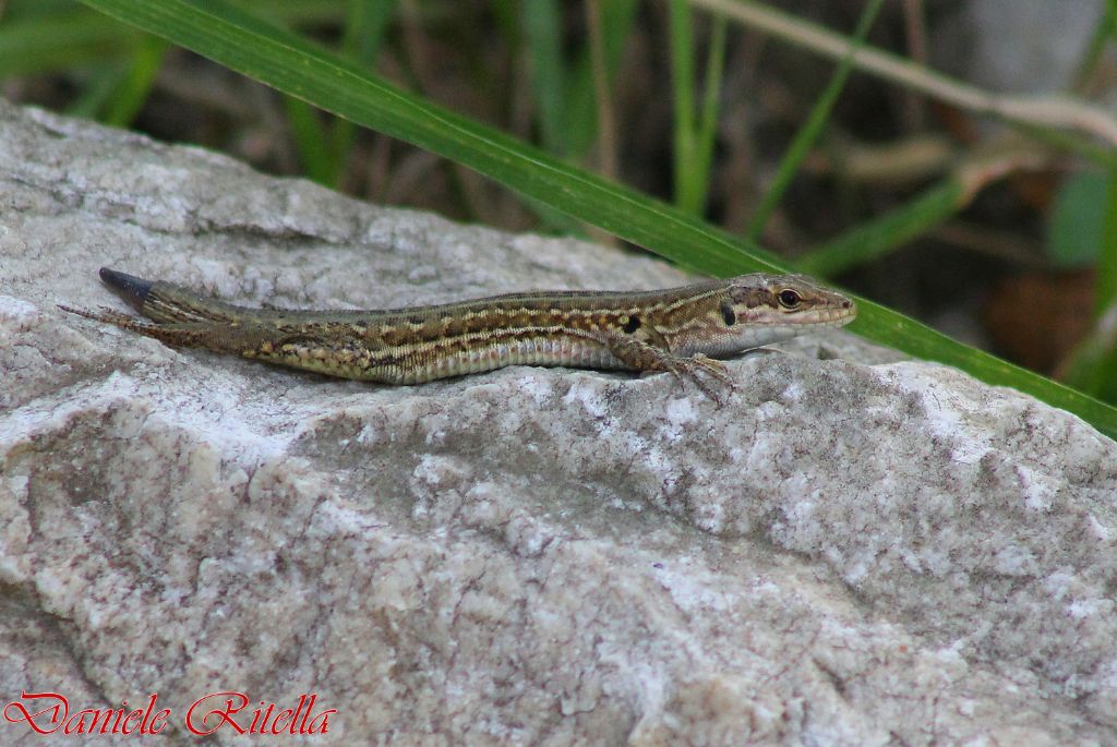 Qualche Podarcis siculus campestris...